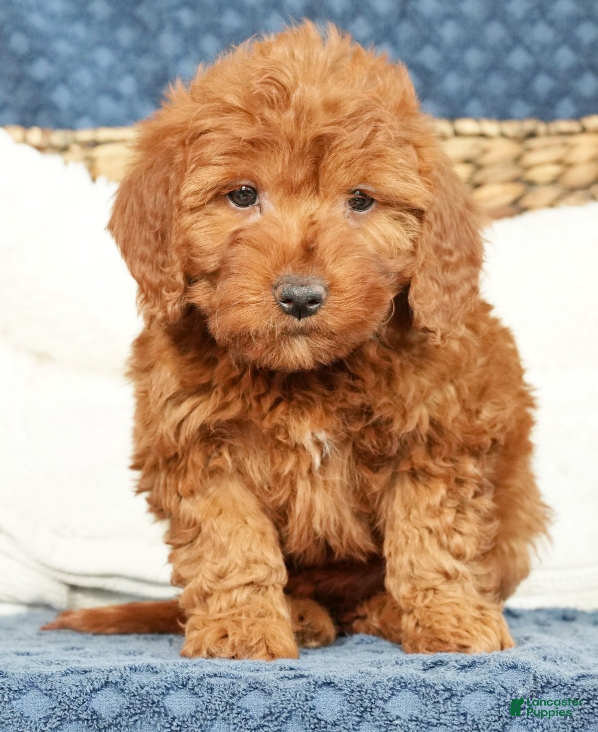 Mini Goldendoodle dogs Callie - Ad 10