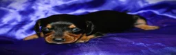 Dachshund dogs for sale: Calypso - Ad 6
