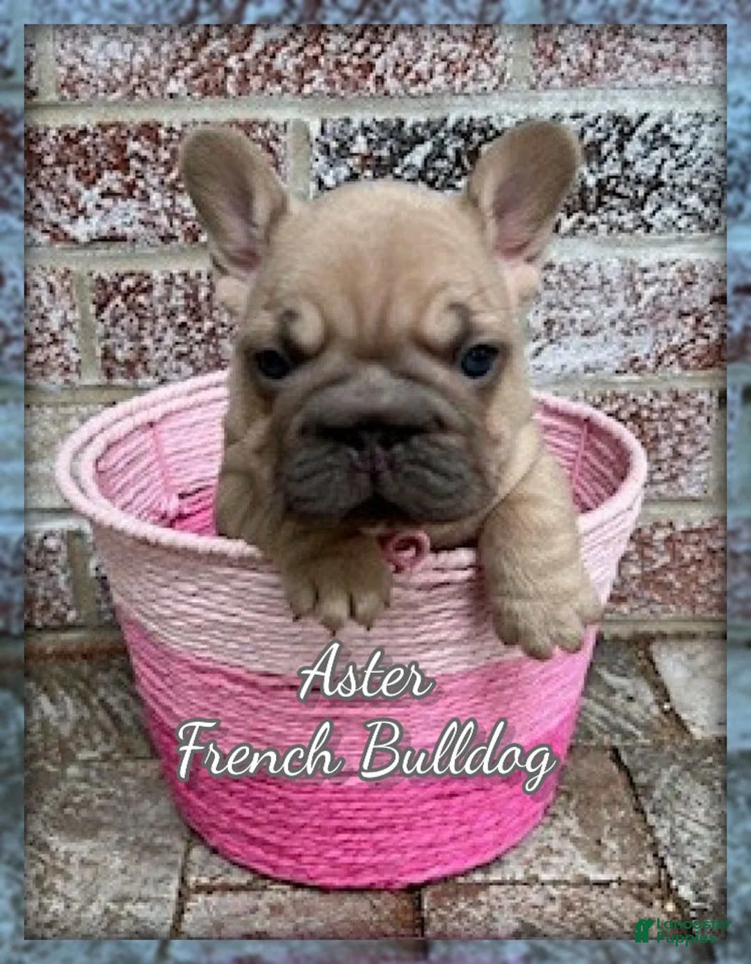 French Bulldog dogs for sale: Aster - Ad 1