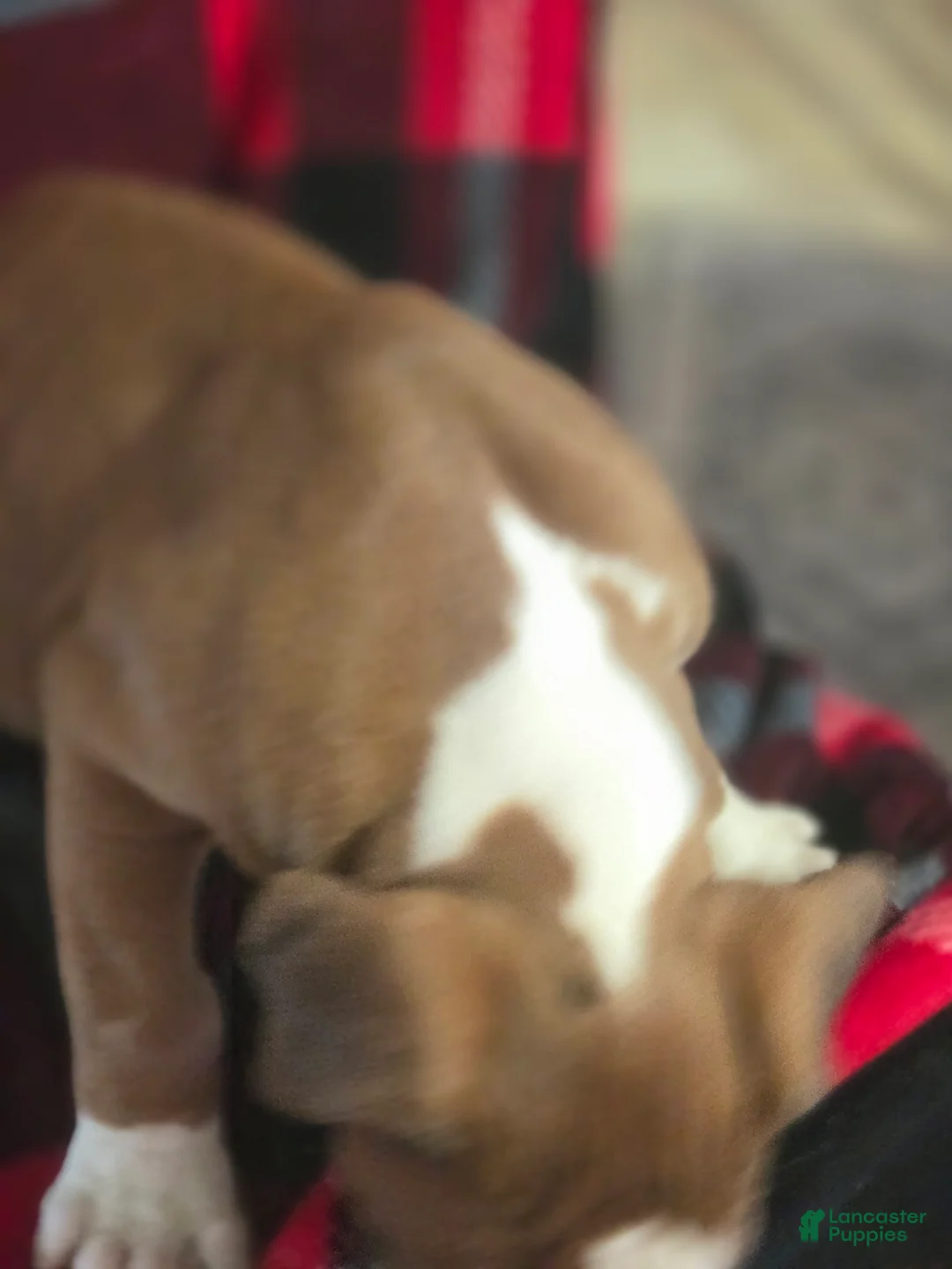 Boxer dogs for sale: Buddy - Ad 8