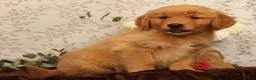 Golden Retriever dogs for sale: Hansel - Ad 3