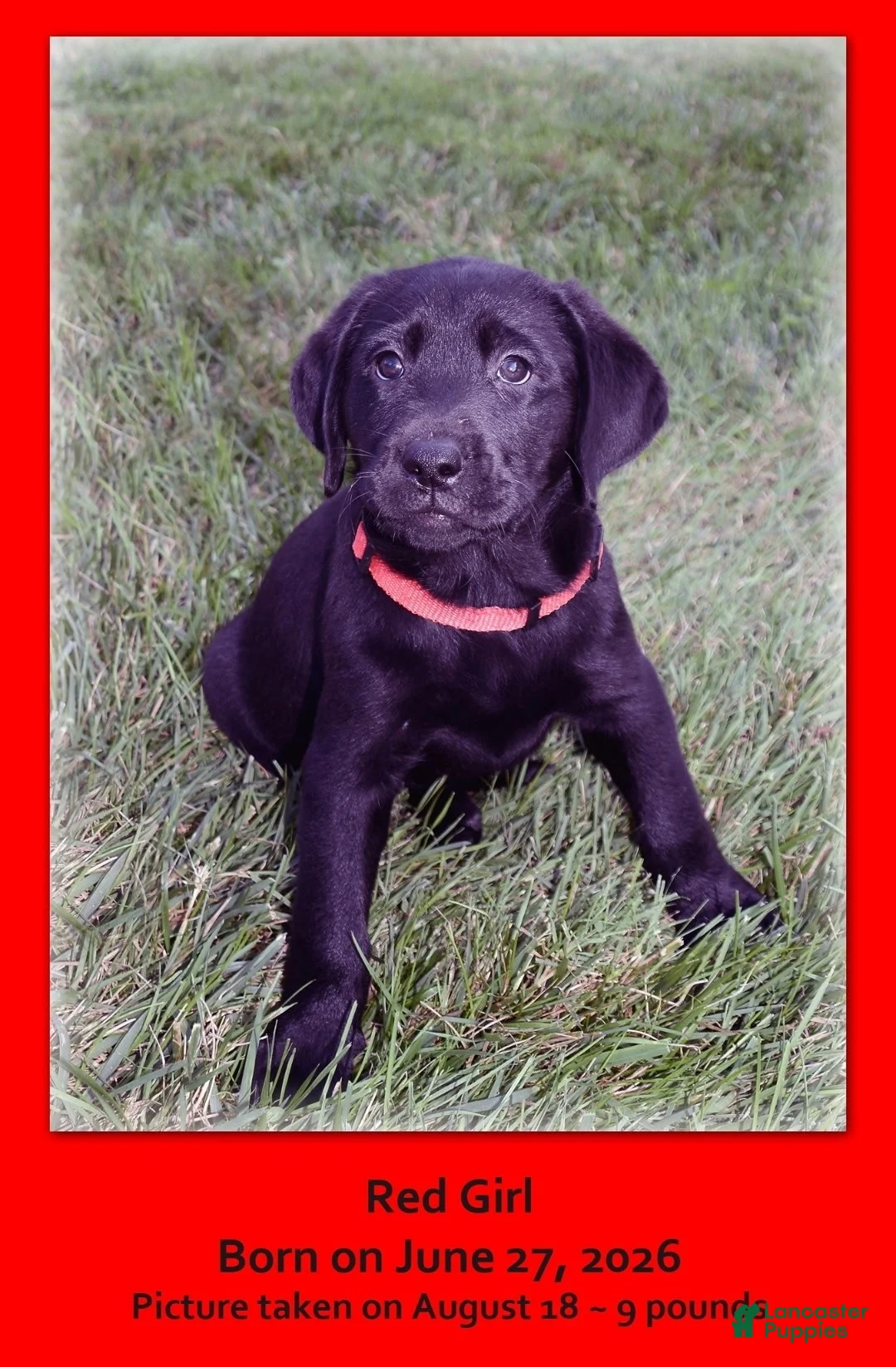 Goldador dogs for sale: Goldador 10 - Ad 1