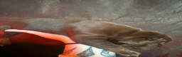Olde English Bulldogge dogs for sale: Olde English Bulldogge Puppy 1 - Ad 3