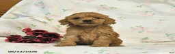 Cockapoo dogs for sale: Curtis - Ad 3