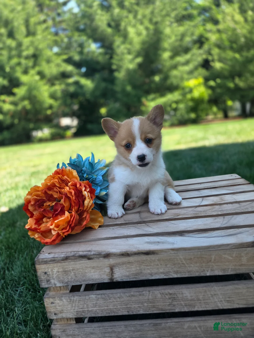 Welsh Corgi Pembroke dogs for sale: Tessi - Ad 2