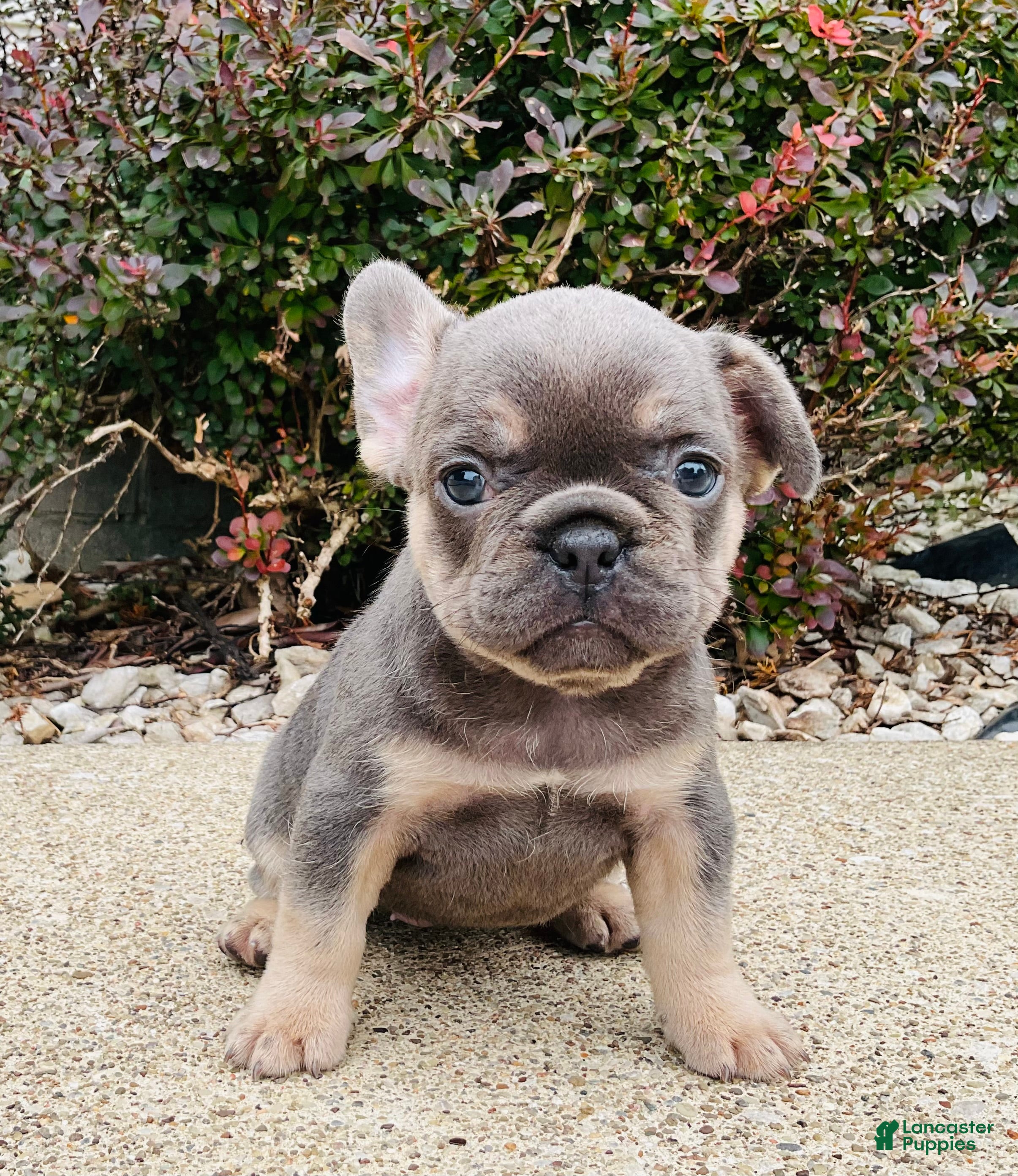 French Bulldog dogs Lacey - Ad 2