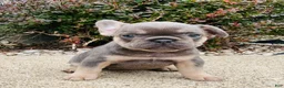 French Bulldog dogs for sale: Lacey - Ad 2