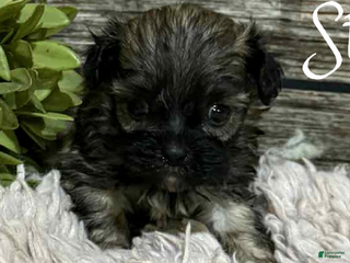 Shihpoo dogs - Ad 6