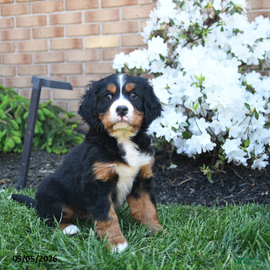 Miniature Bernese Mountain Dog dogs Dicky - Ad 2