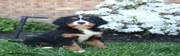 Miniature Bernese Mountain Dog dogs for sale: Dicky - Ad 2