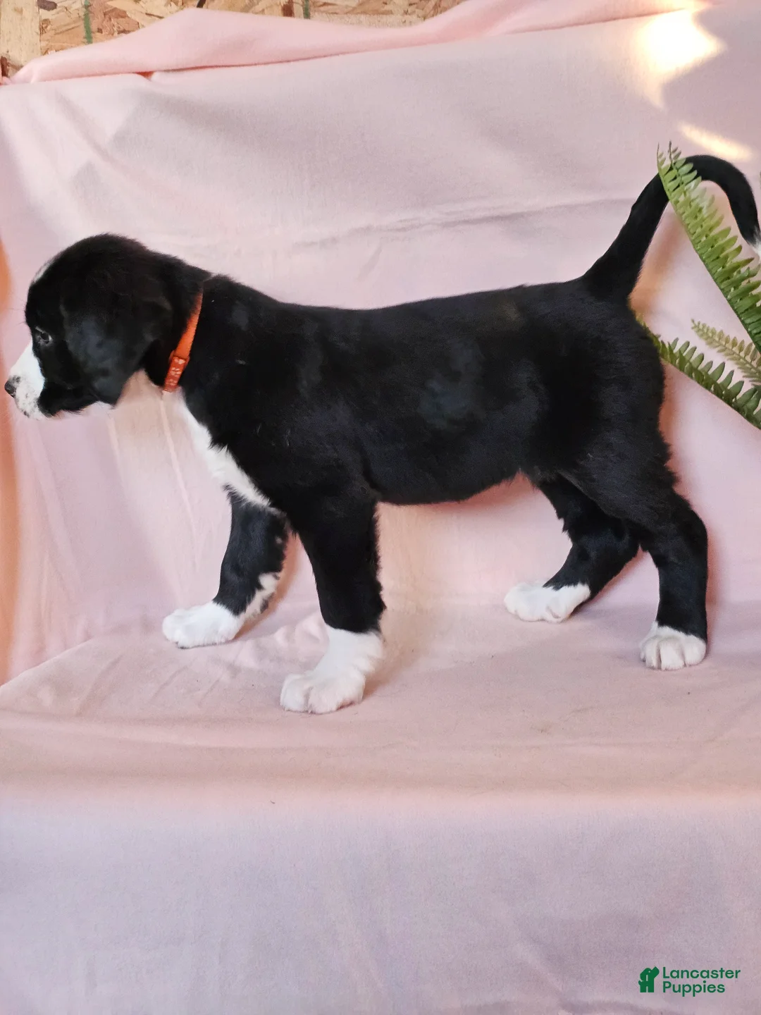 Mixed Breed dogs for sale: Hazel - Ad 3