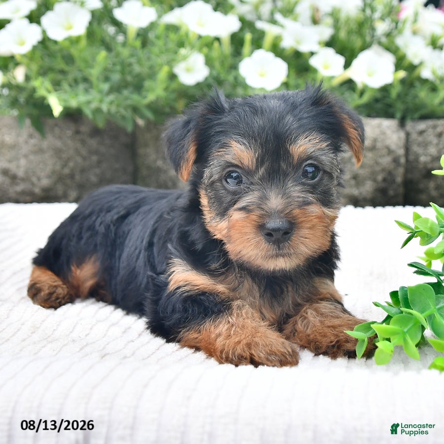 Yorkshire Terrier dogs Aaron - Ad 1