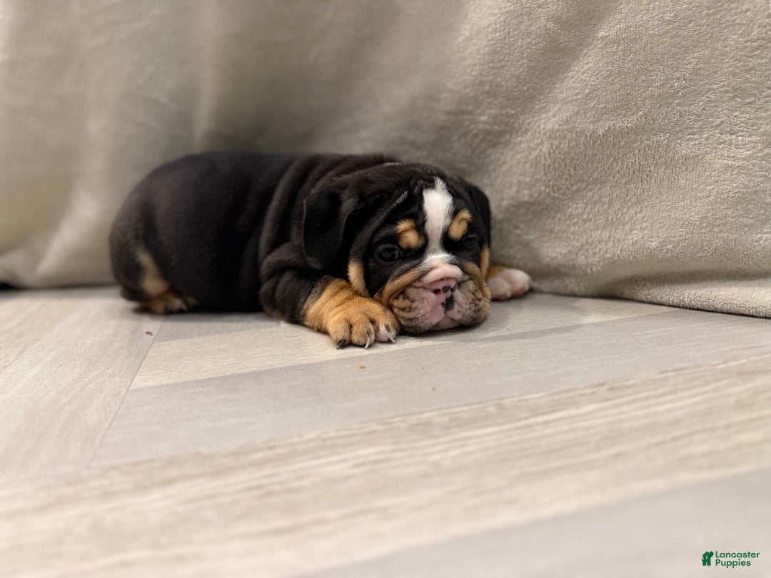 English Bulldog dogs for sale: Comet - Ad 2