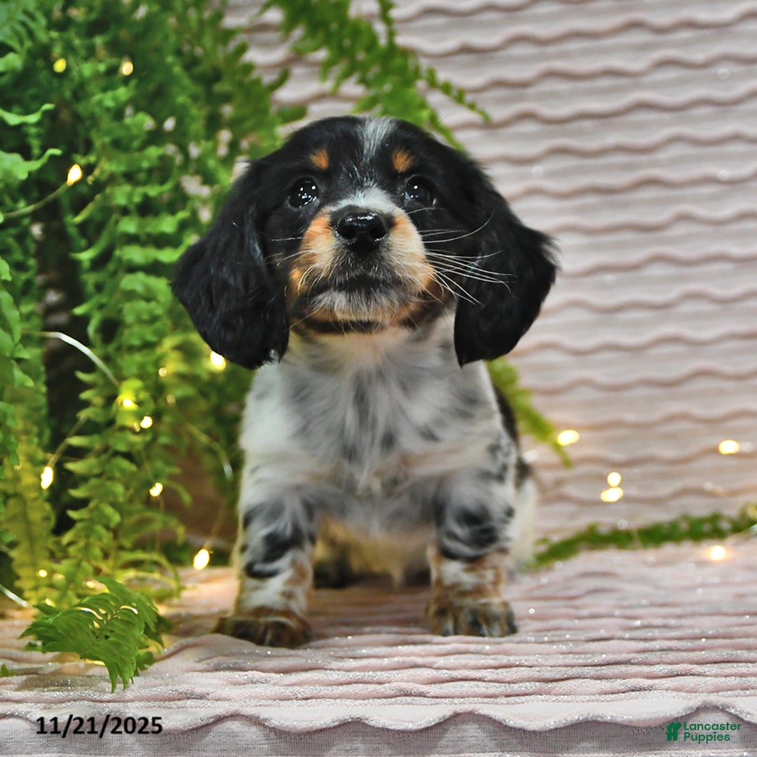 Miniature Dachshund dogs for sale: Tessa - Ad 3