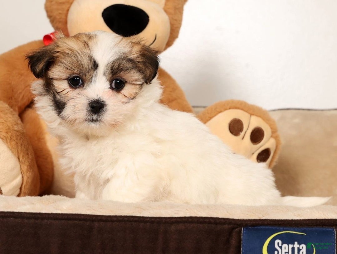 Malshi dogs for sale: Nala - Ad 2