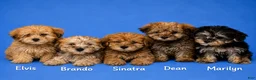 Morkie dogs for sale: Sinatra - Ad 2