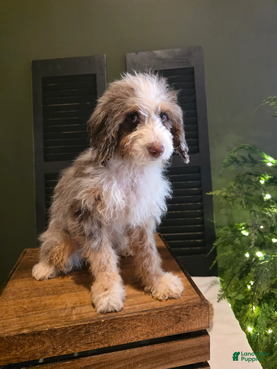 Mini Aussiedoodle dogs for sale: Ava  - Ad 3