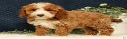 Mini Goldendoodle dogs for sale: Vern - Ad 5