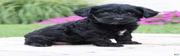 Yorkiepoo dogs for sale: Diesel - Ad 4