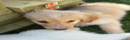 Mixed Breed dogs for sale: Lavender Collar - Ad 7