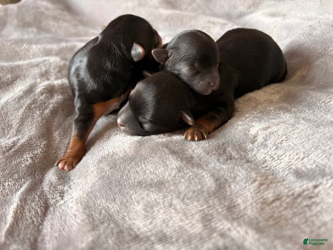 Yorkshire Terrier dogs for sale: Donny - Ad 2