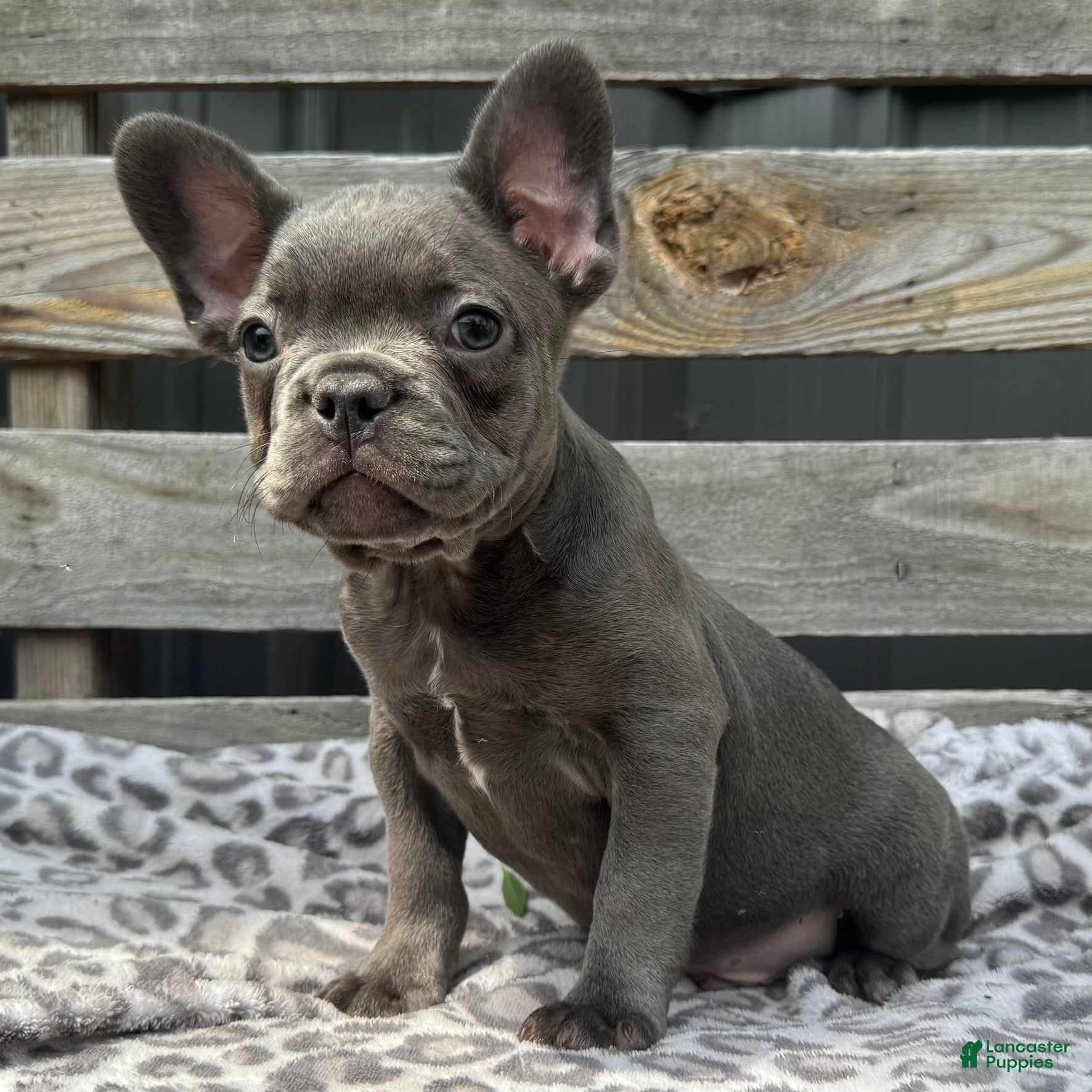French Bulldog dogs Flynn - Ad 1
