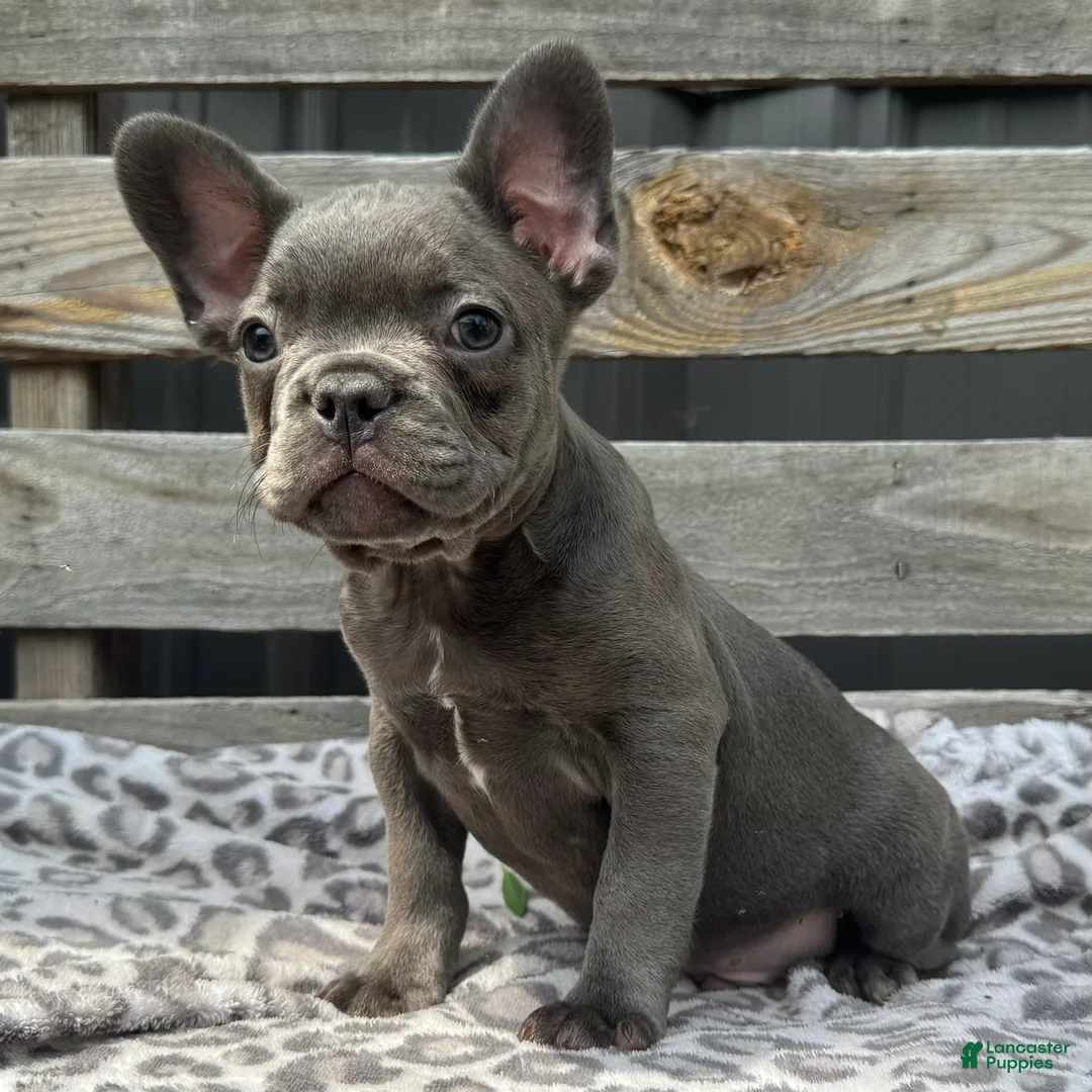 French Bulldog dogs for sale: Flynn - Ad 1