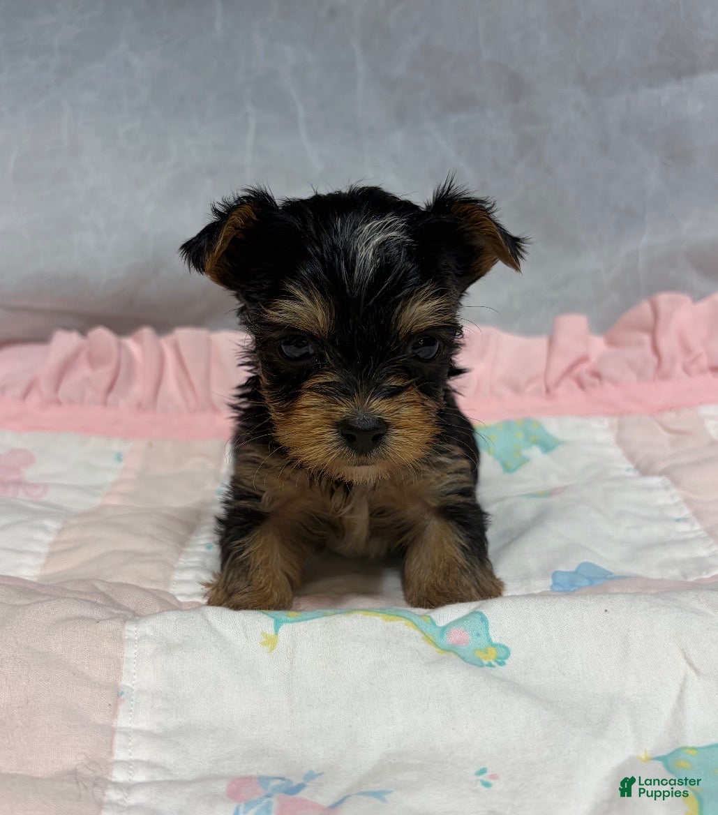 Yorkshire Terrier