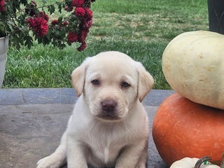 Labrador Retriever dogs - Ad 21