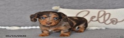Miniature Dachshund dogs for sale: Chloe - Ad 2