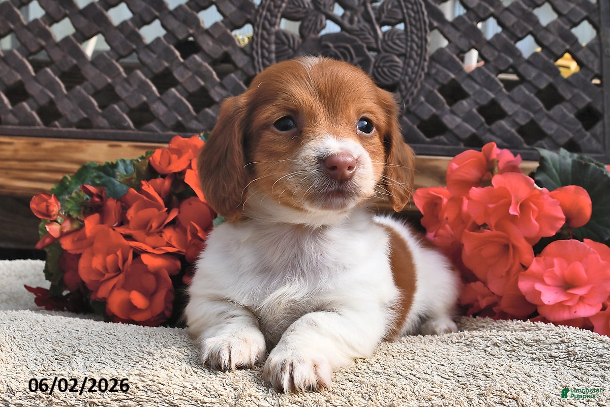 Miniature Dachshund dogs Bonny  - Ad 2