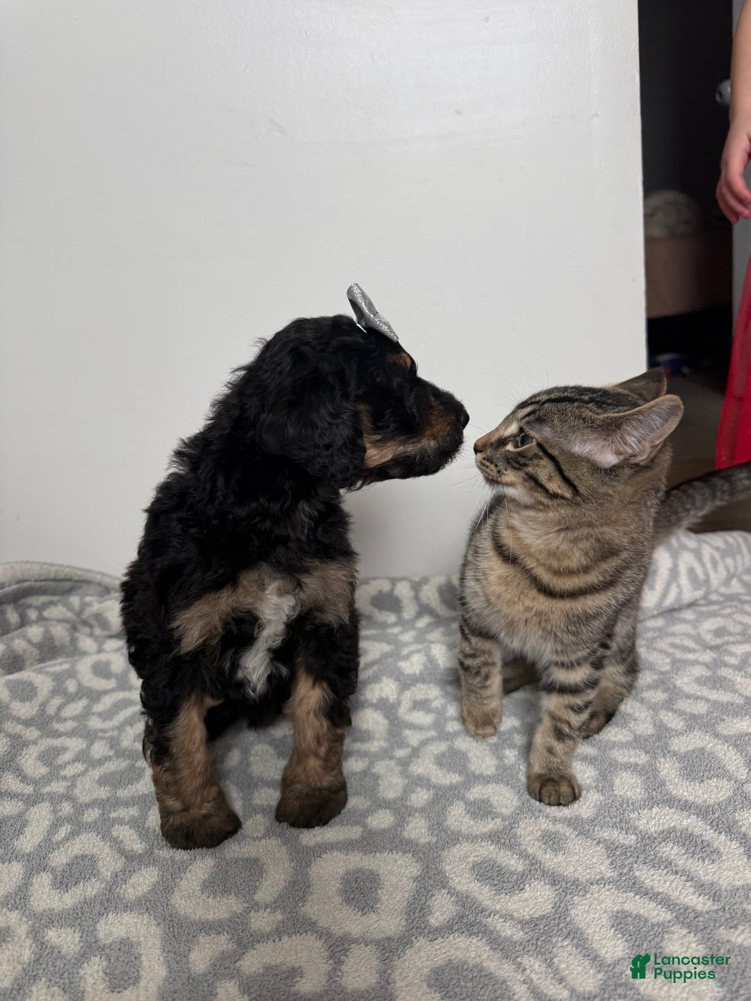 Aussiedoodle dogs for sale: Lizzy - Ad 9