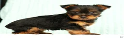 Yorkshire Terrier dogs for sale: Mitch - Ad 3