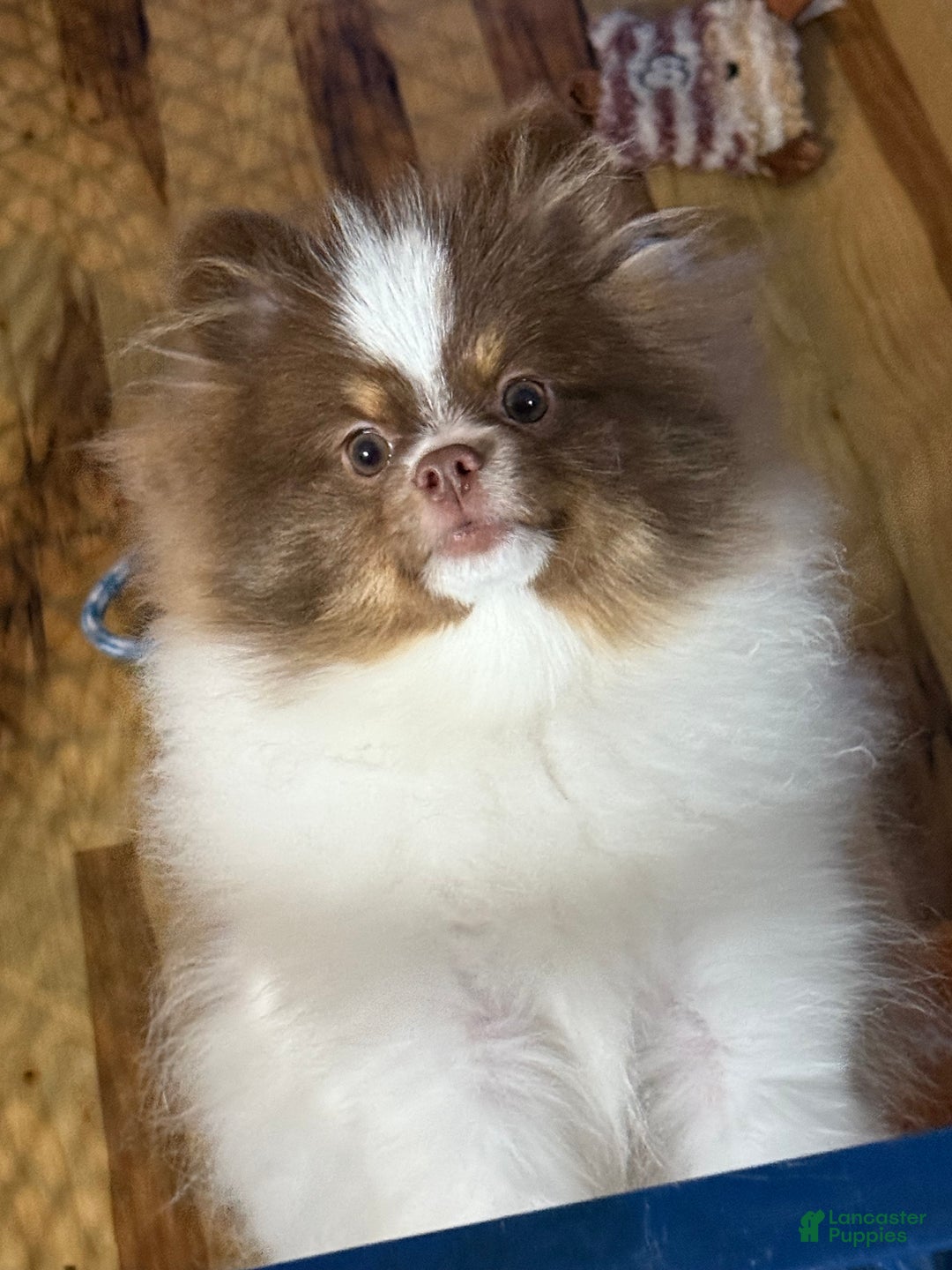 Pomeranian dogs for sale: Pomeranian Puppy 1 - Ad 5
