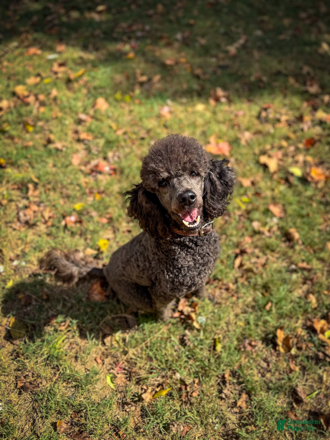Sheepadoodle dogs for sale: Coconut Crème  - Ad 13