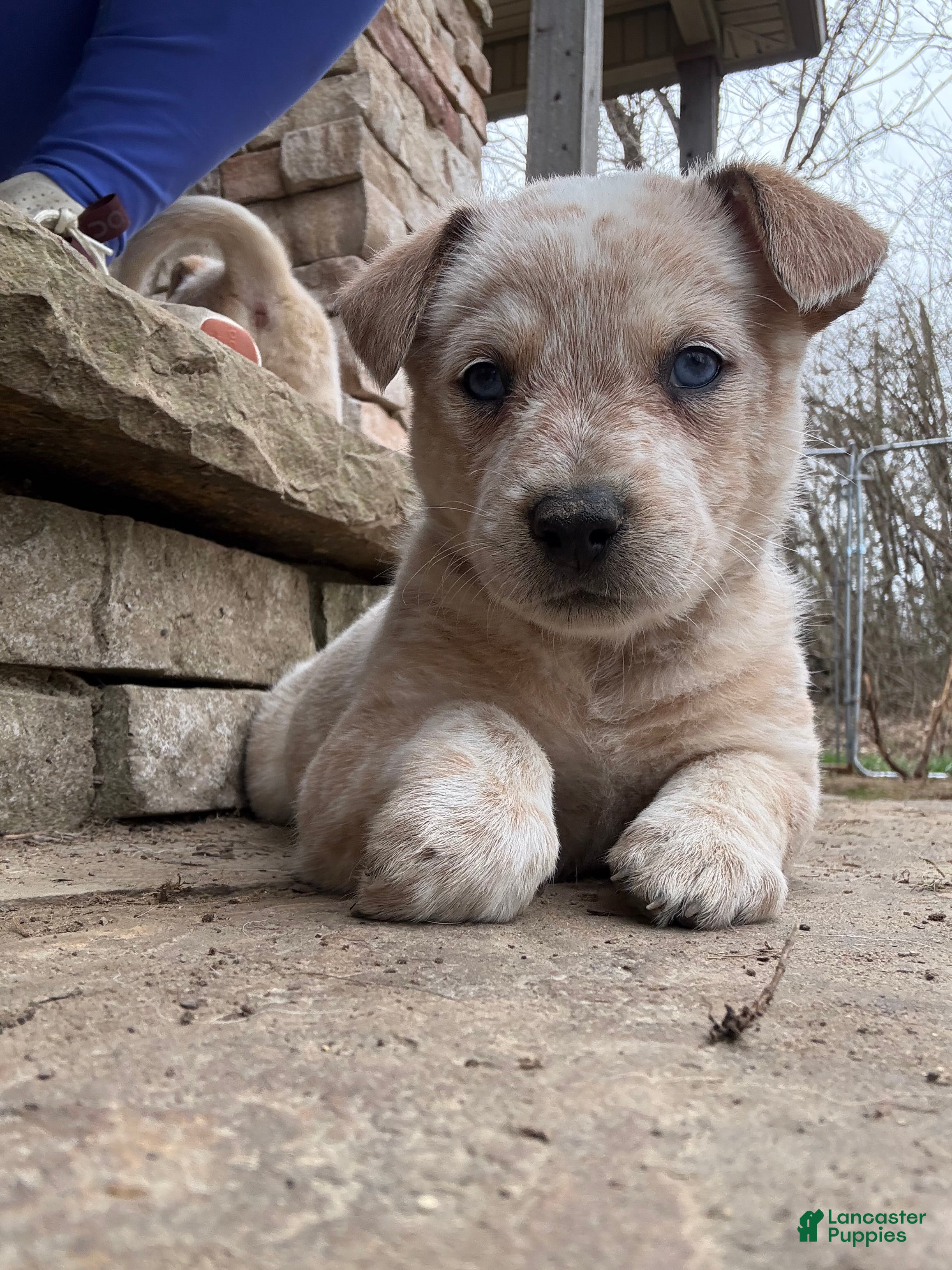 Australian Cattle Dog dogs Red Male (Dark Blue - Freckles) - Ad 1