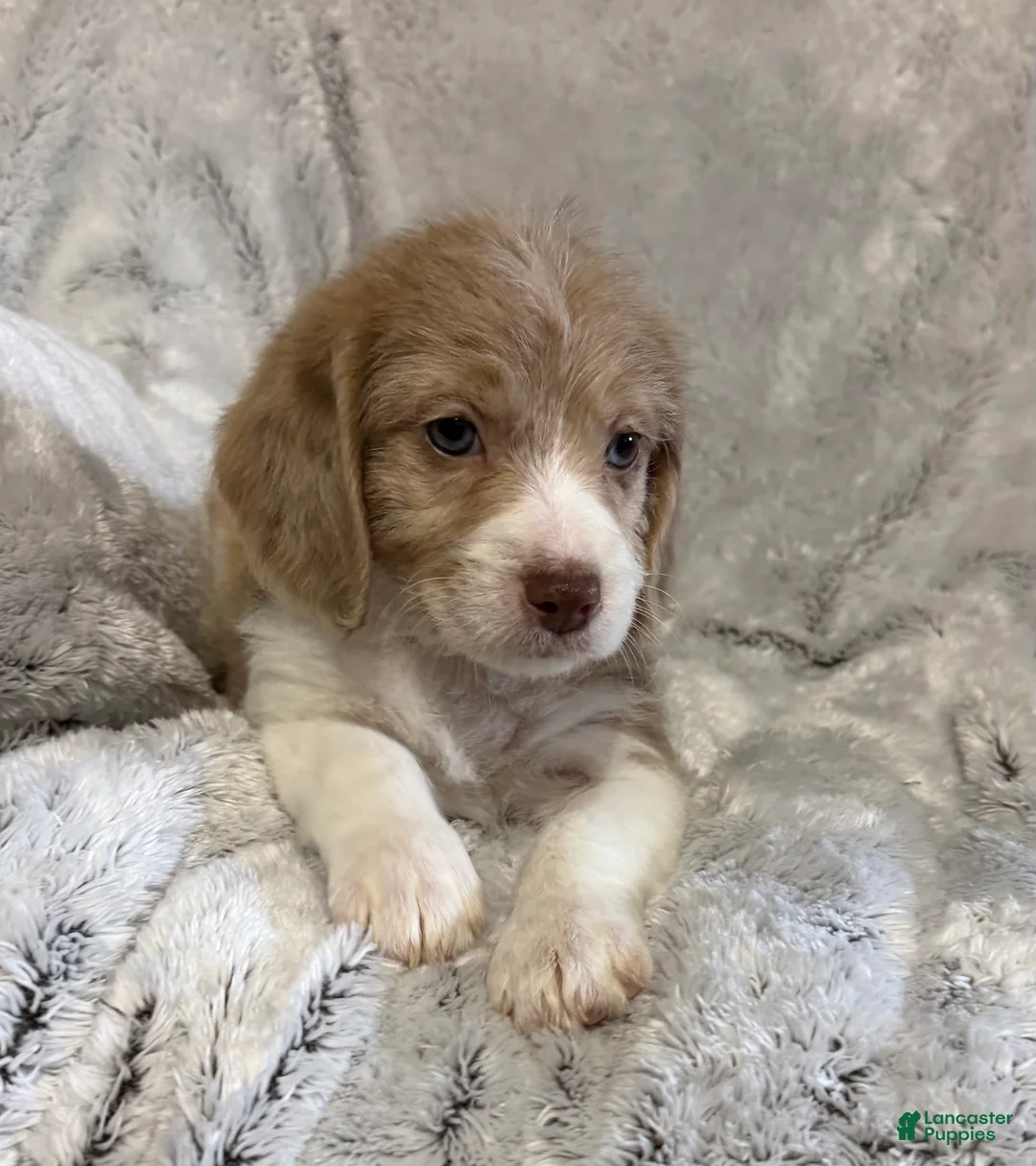 Mixed Breed dogs for sale: Casey - Ad 6