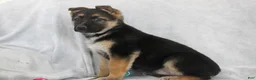 German Shepherd dogs for sale: Coco - Ad 8