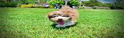 Havapoo dogs for sale: Domino - Ad 20