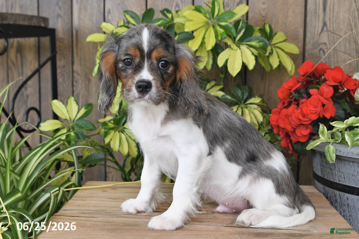 Cavalier King Charles Spaniel dogs Conner - Ad 1
