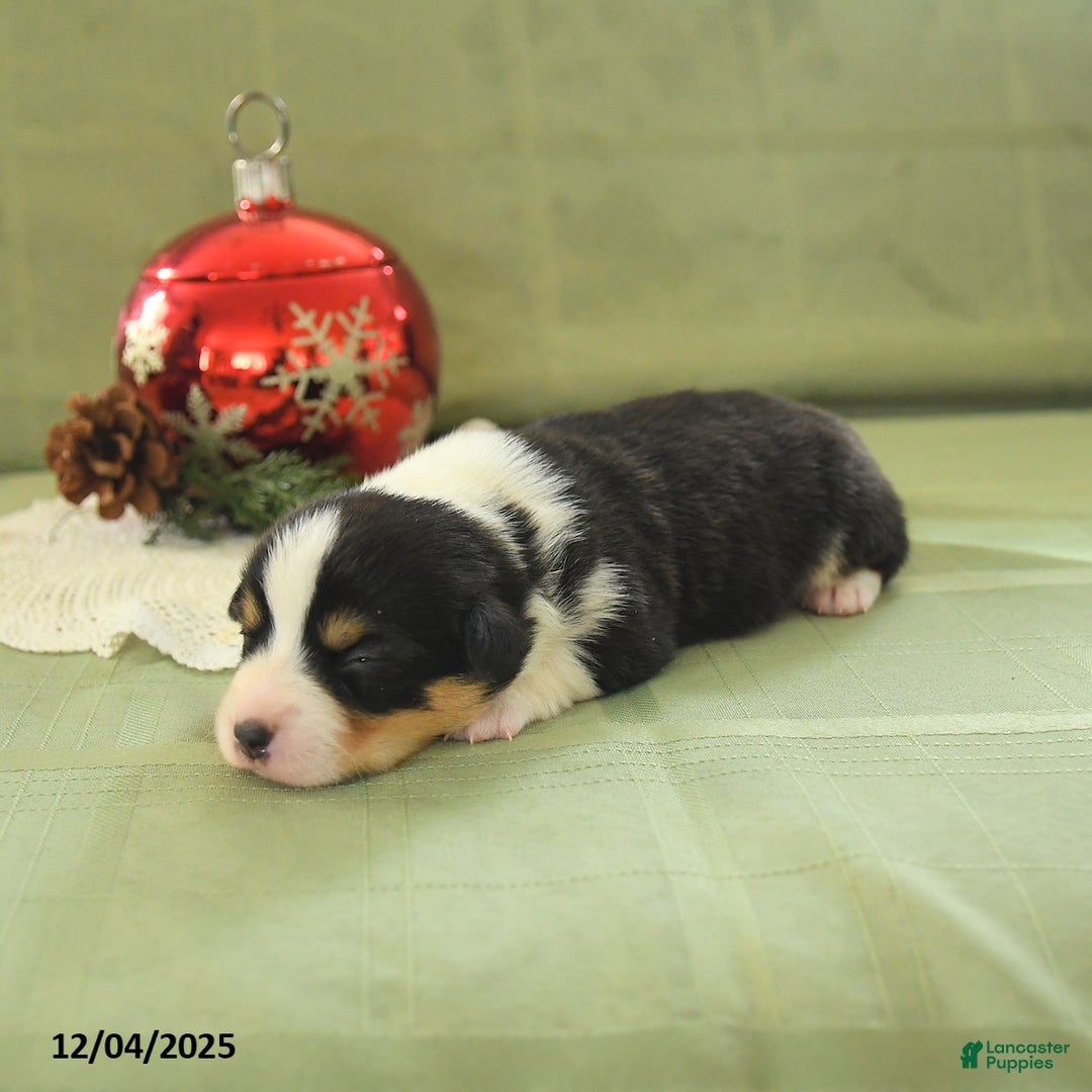 Welsh Corgi Pembroke dogs for sale: Prince    - Ad 2