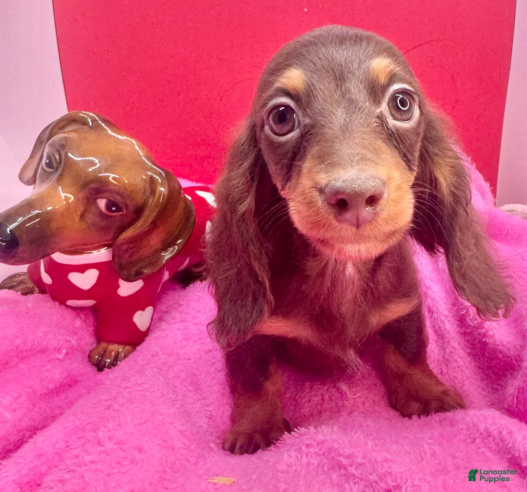 Miniature Dachshund dogs for sale: Ready Xmas eve - Ad 4