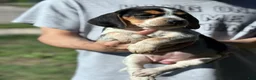 Beagle dogs for sale: Buttercup  - Ad 11