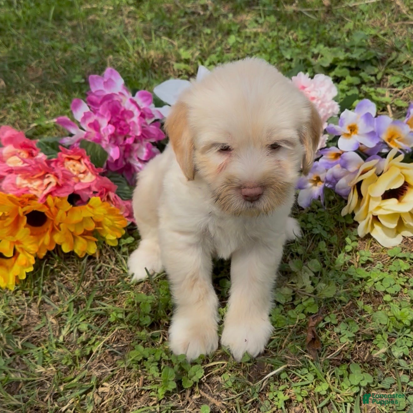 Mini Goldendoodle dogs Spruce  - Ad 2