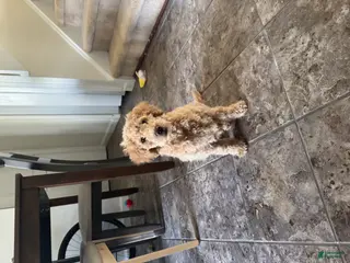 Miniature Poodle dogs Miniature Poodle Puppy 1 - Ad 31