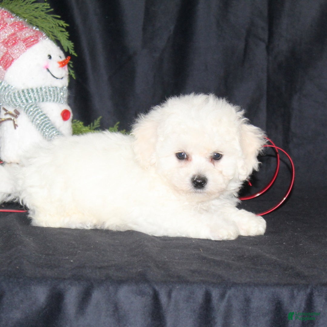 Bichon Frise dogs for sale: Lucas - Ad 4