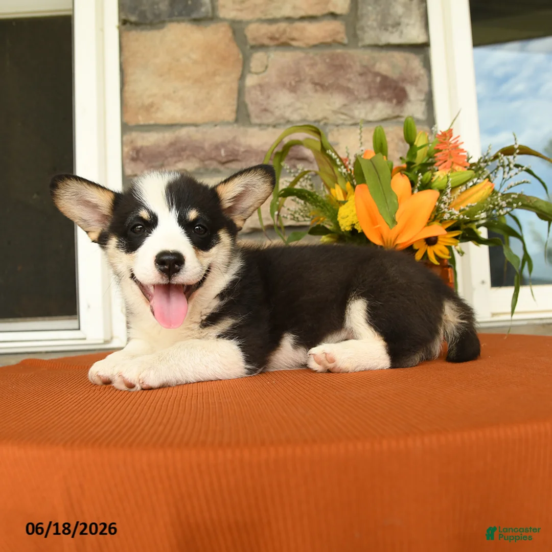 Welsh Corgi Pembroke dogs for sale: Daisy - Ad 2