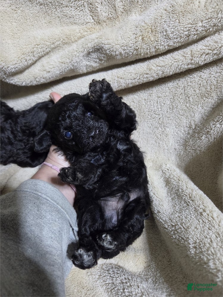 Miniature Poodle dogs Miniature Black Poodle 1 - Ad 2