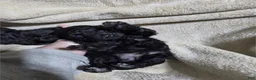 Miniature Poodle dogs for sale: Miniature Black Poodle 1 - Ad 2