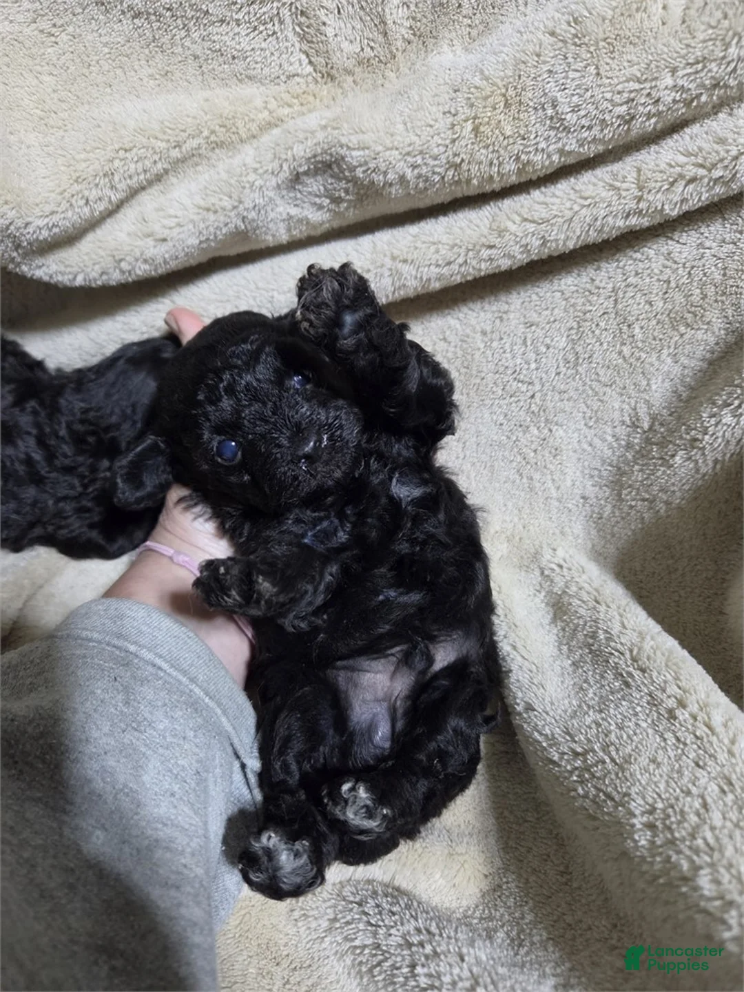 Miniature Poodle dogs for sale: Miniature Black Poodle 1 - Ad 2